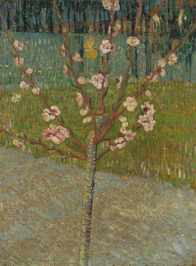 Almond Tree in Blossom by Vincent van Gogh